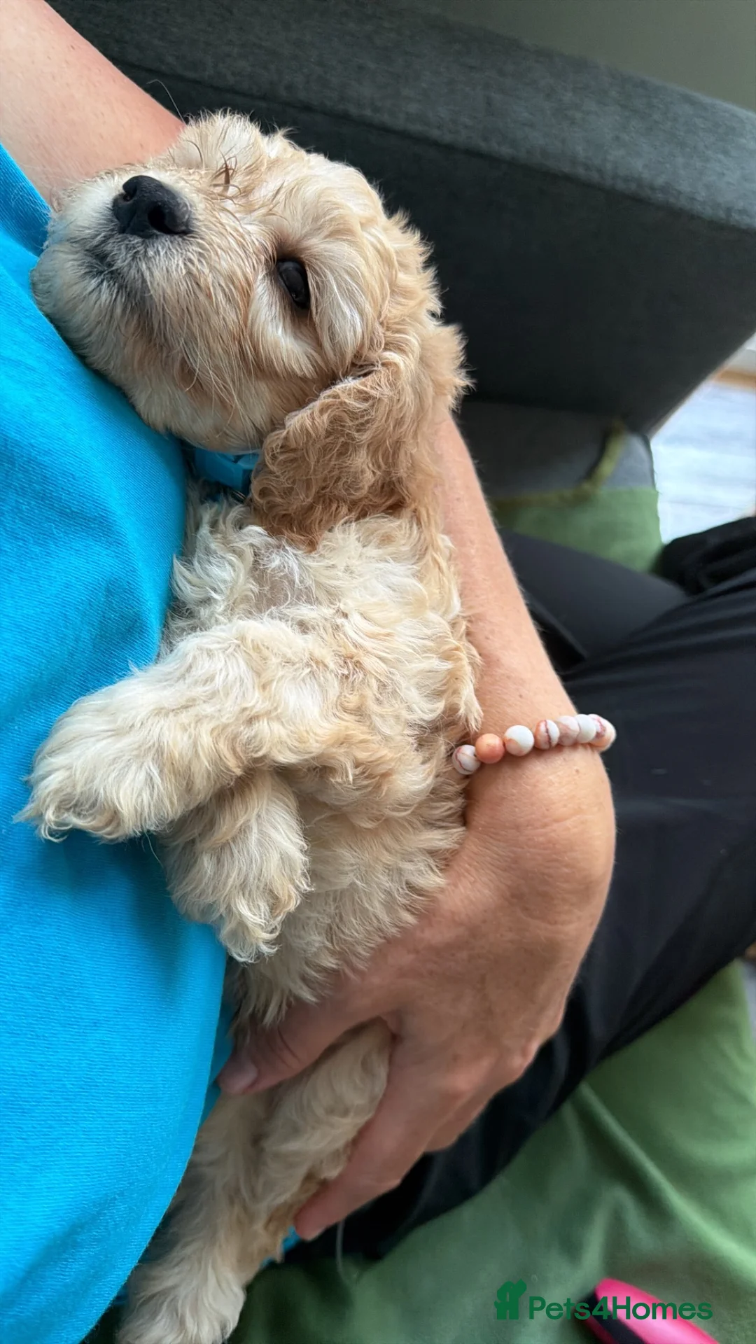 Cockapoo dogs for sale: LICENSED BREEDER 1 male F2b Cockapoo left - Advert 2
