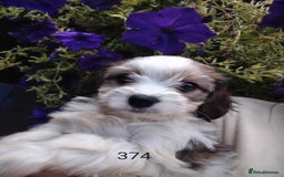 Cavachon dogs for sale: Beautiful F1 cavachons  - Image 9