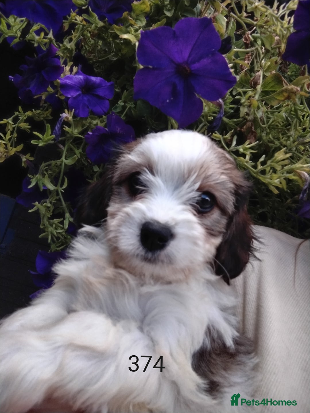 Cavachon dogs for sale: Beautiful F1 cavachons  - Image 9
