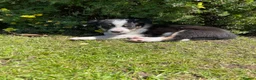 Border Collie dogs for sale: 4 Border Collie Puppies  - Advert 11