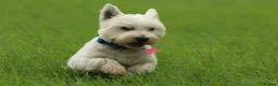 Mixed Breed dogs for sale: Stunning Westie x Spitz pups - Advert 6