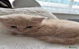 Mixed Breed cats for sale: [READY NOW] British Shorthair x Mainecoon - Image 1