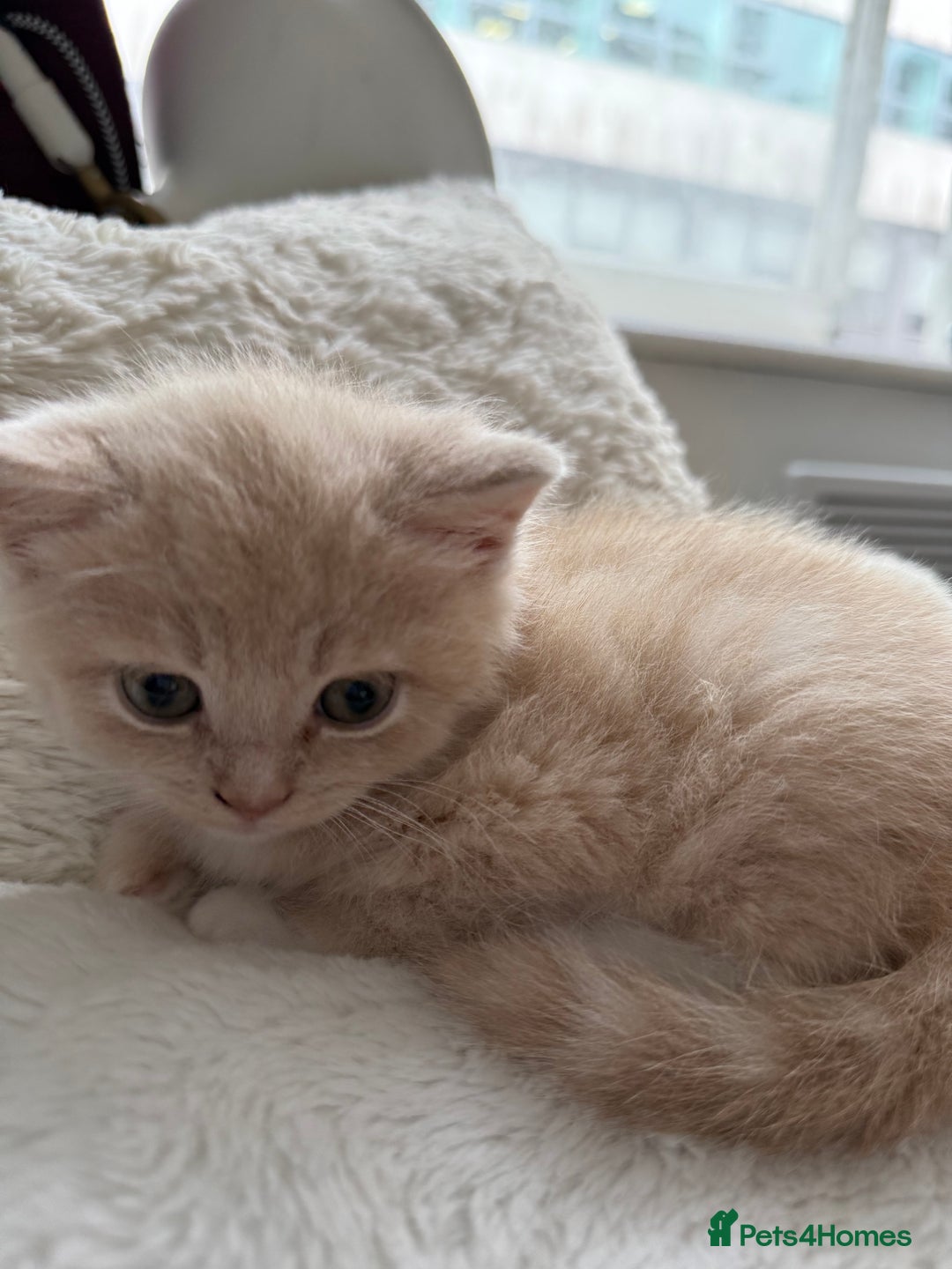 Mixed Breed cats for sale: [READY NOW] British Shorthair x Mainecoon - Image 1