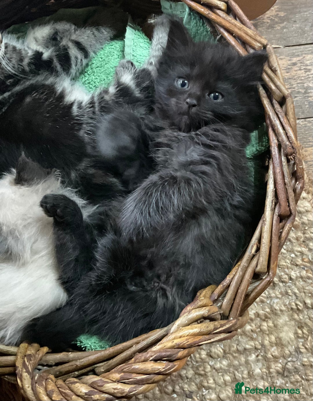 Ragdoll cats for sale: Lovely Kittens - Advert 19