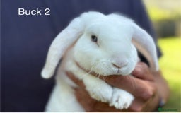 Mini Lop rabbits for sale: Gorgeous Pure Mini Plush Lops - Image 3