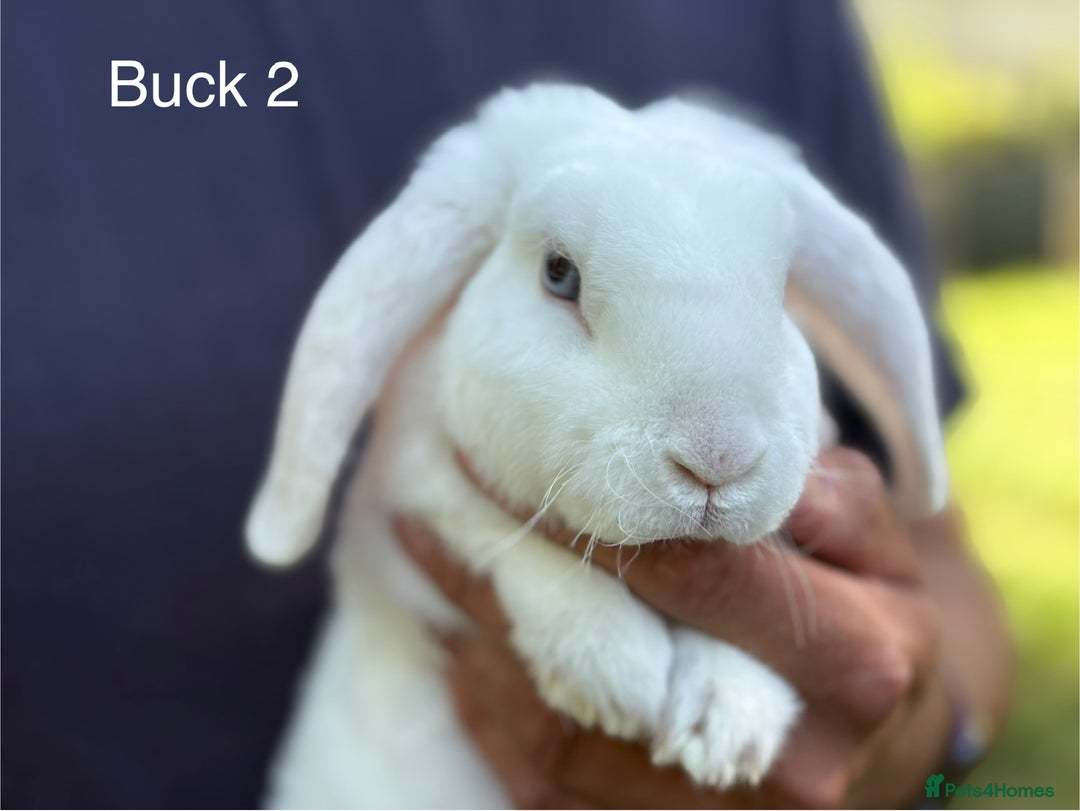 Mini Lop rabbits for sale: Gorgeous Pure Mini Plush Lops - Image 3