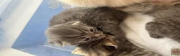 Ragdoll cats for sale: Half ragdoll half bengal kittens ready to reserve  - Advert 5