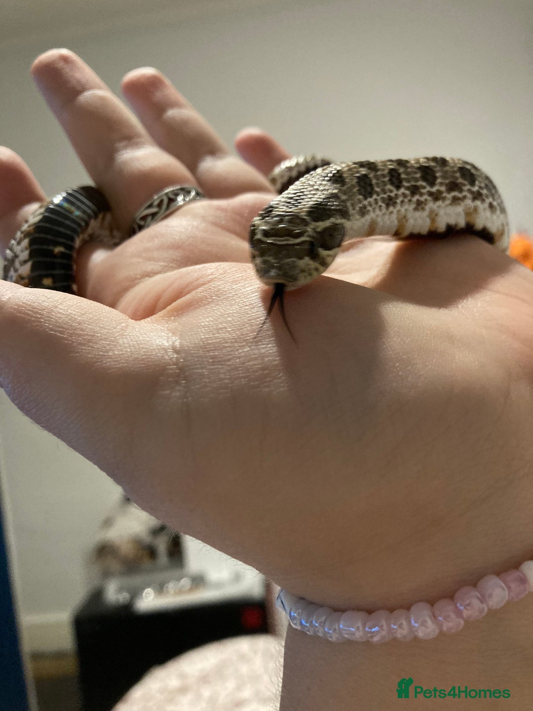 Snake reptiles for sale: Lovely Western Hognose Male - Image 3