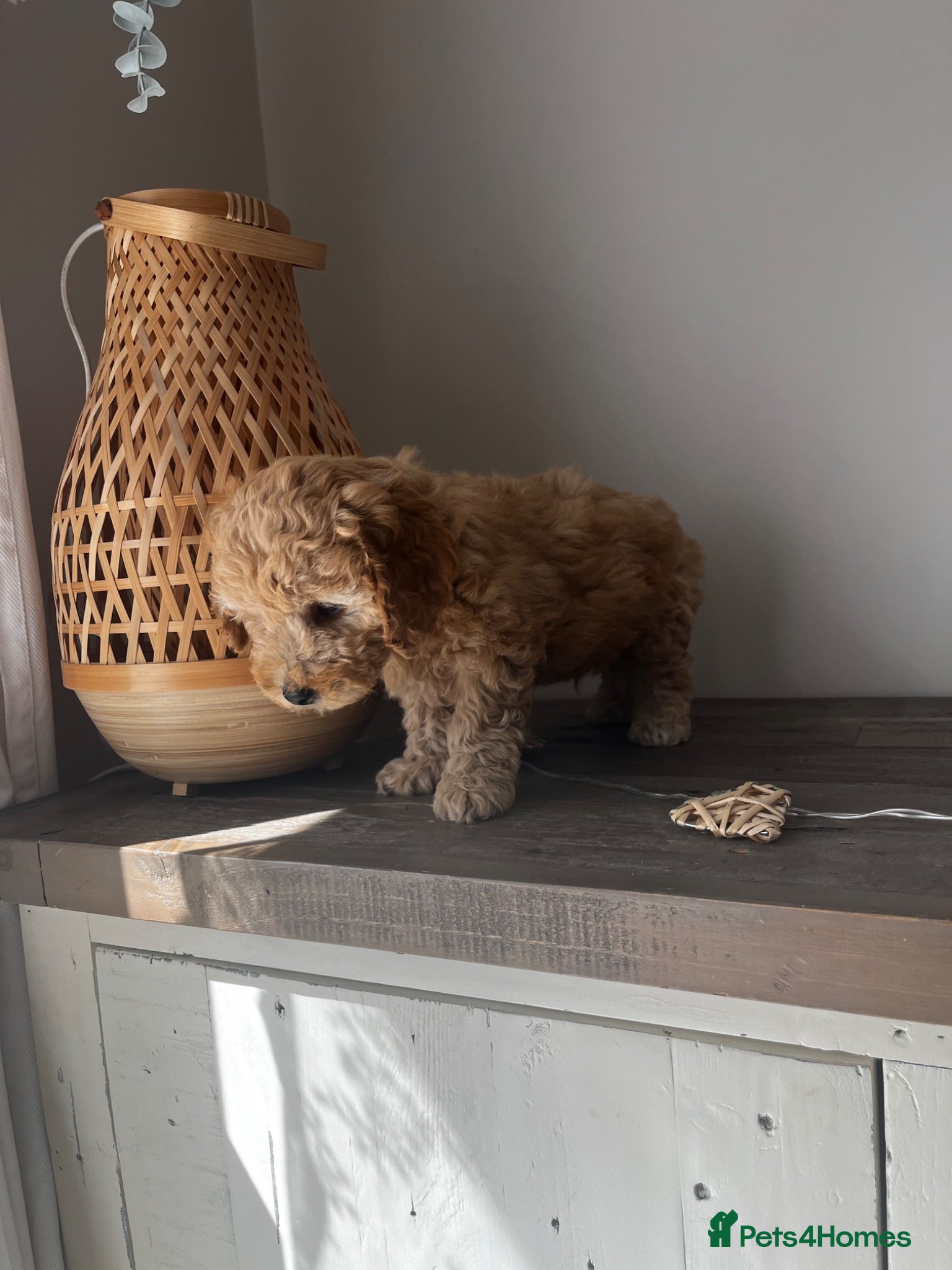 Cockapoo dogs DNA health clear Miniature f1b Cockapoo puppies 🌟 - Advert 2