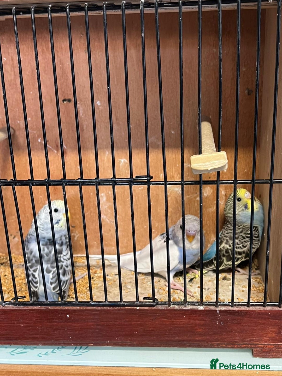 Budgerigars birds for sale: Baby Budgies £20 each - Advert 7