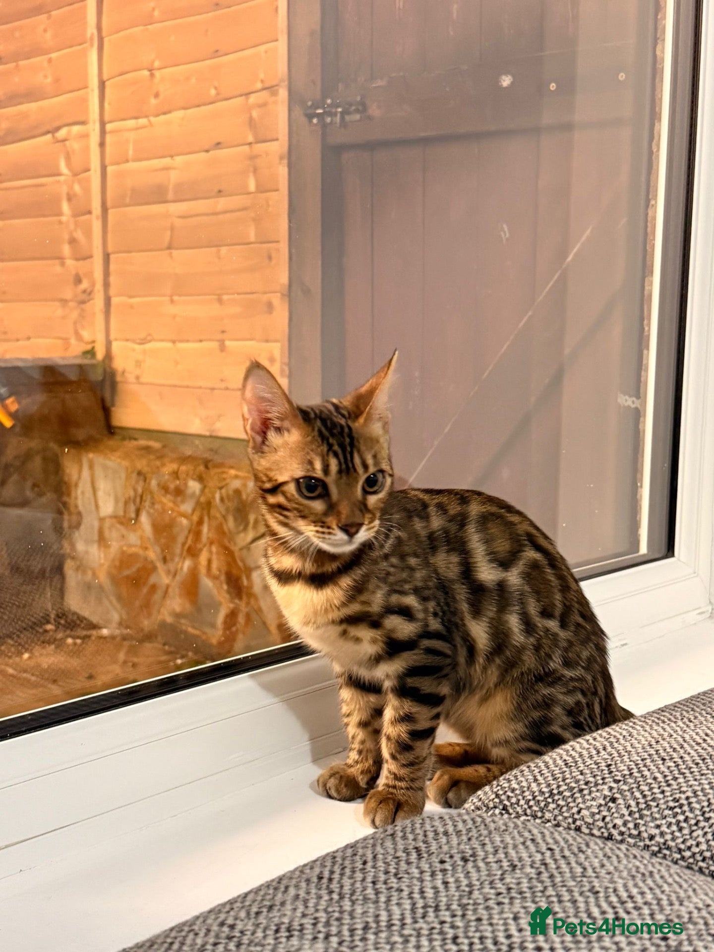 Bengal cats Stunning Male Brown Spotted Bengal – 7 Months - Advert 1