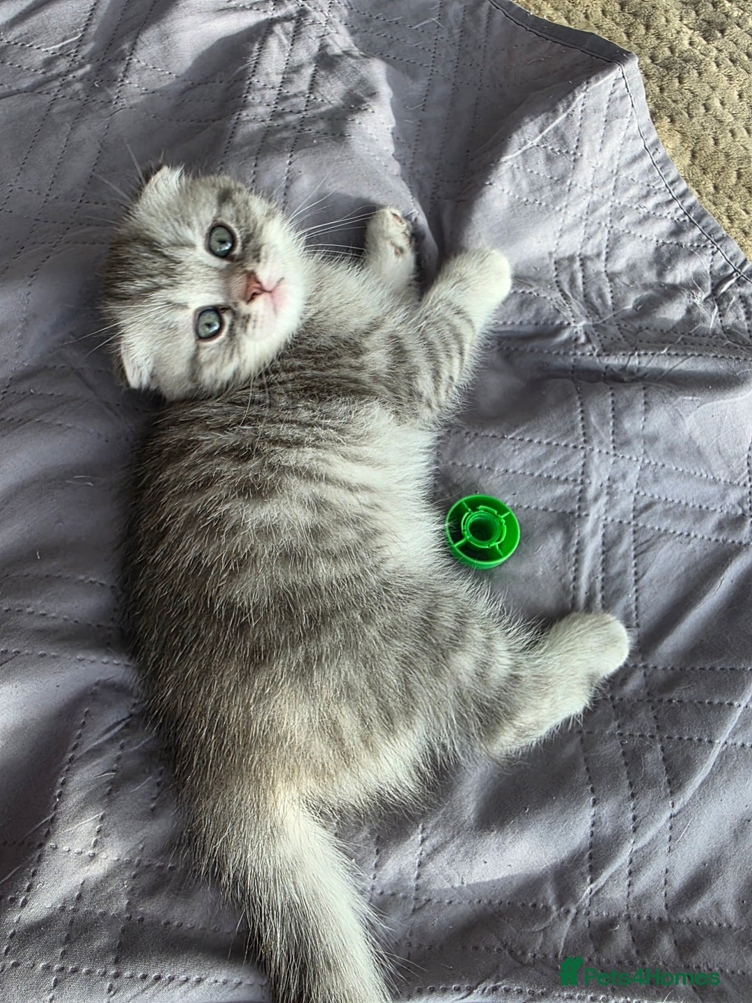 Scottish Fold cats for sale: Tabby Scottish Fold Kittens - Advert 28