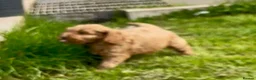 Cockapoo dogs for sale: Adorable F1 Cockapoo girl - Advert 11