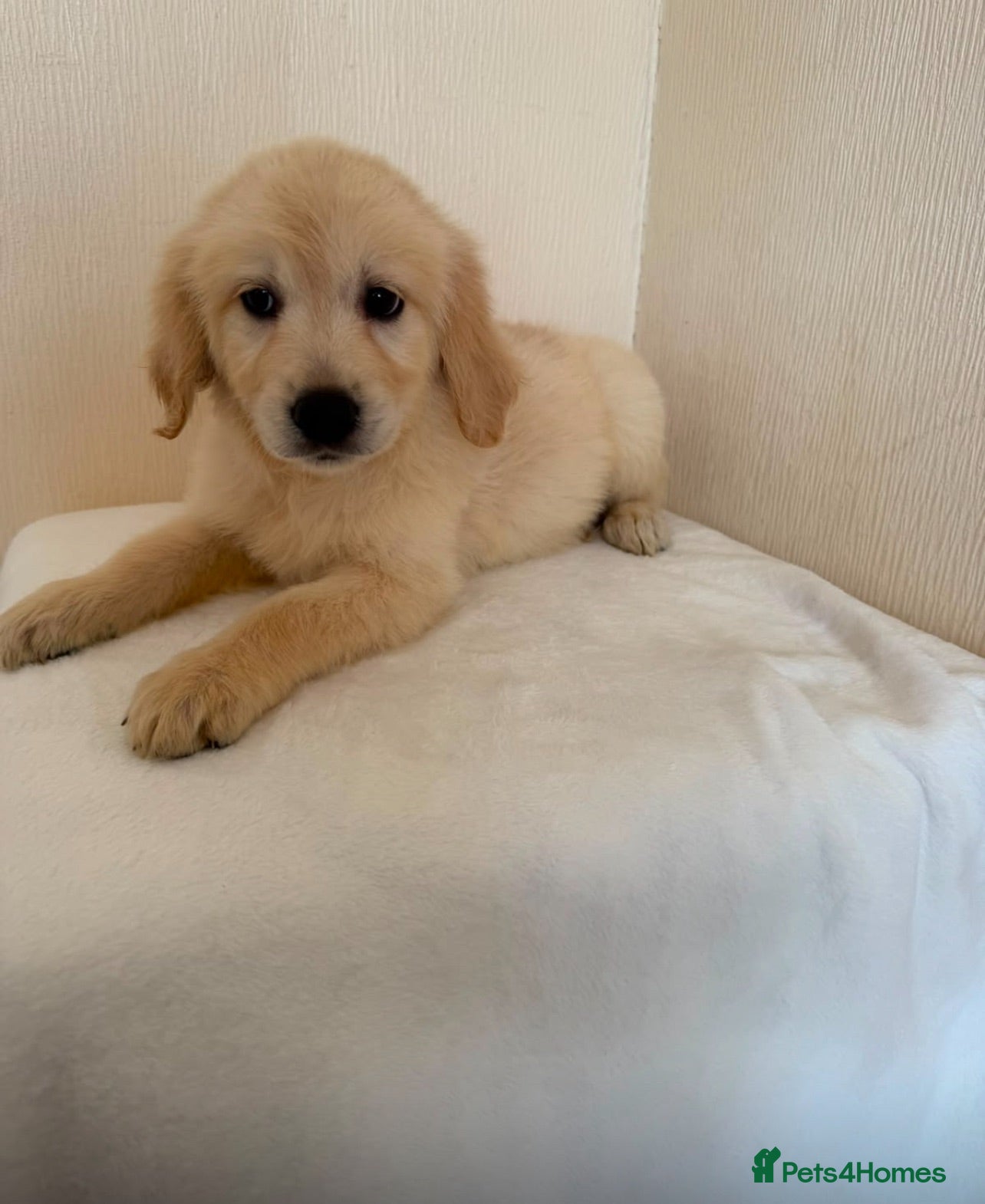 Golden Retriever dogs Golden retriever puppues - Advert 2