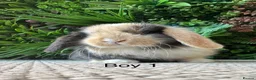 Mini Lop rabbits for sale: Stunning Mini Lops - Advert 6