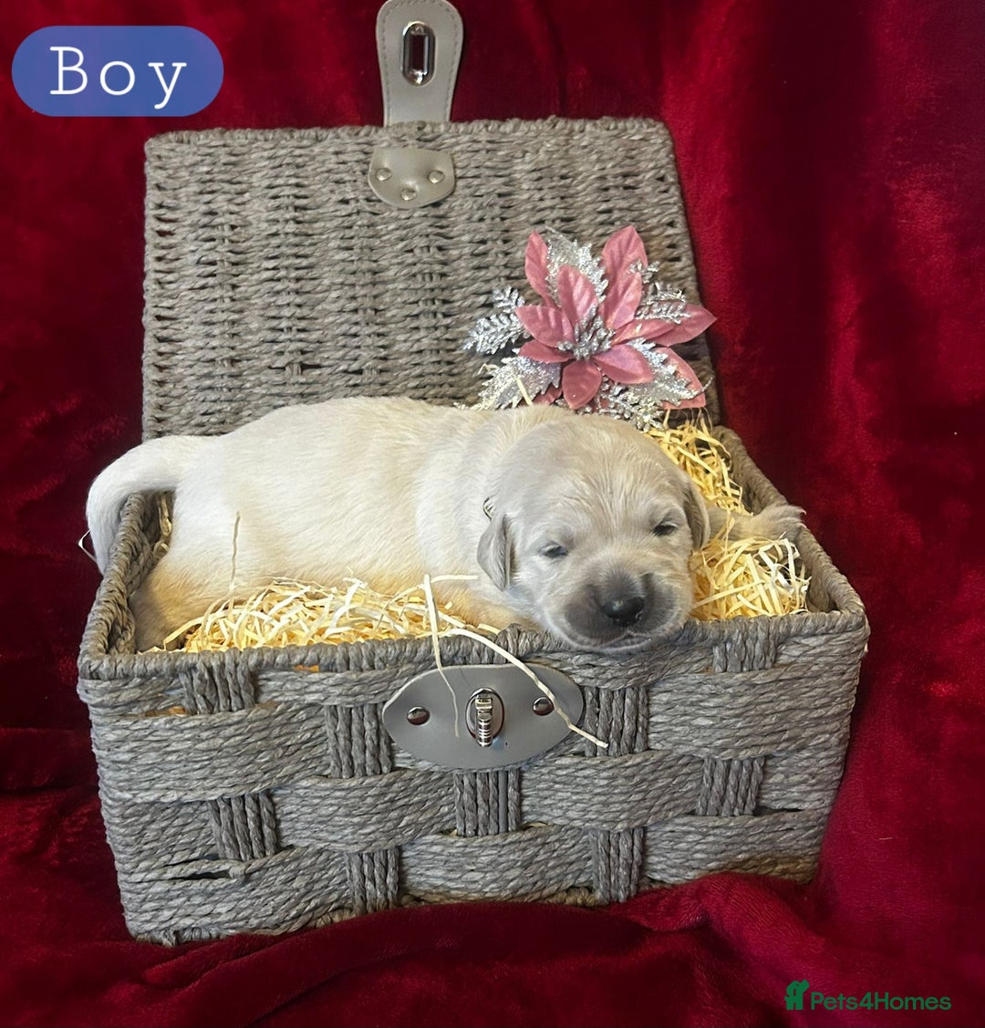 Golden Retriever dogs for sale: KC ADDORABLE CUTE GOLDEN RETRIEVER PUPPIES - Advert 5