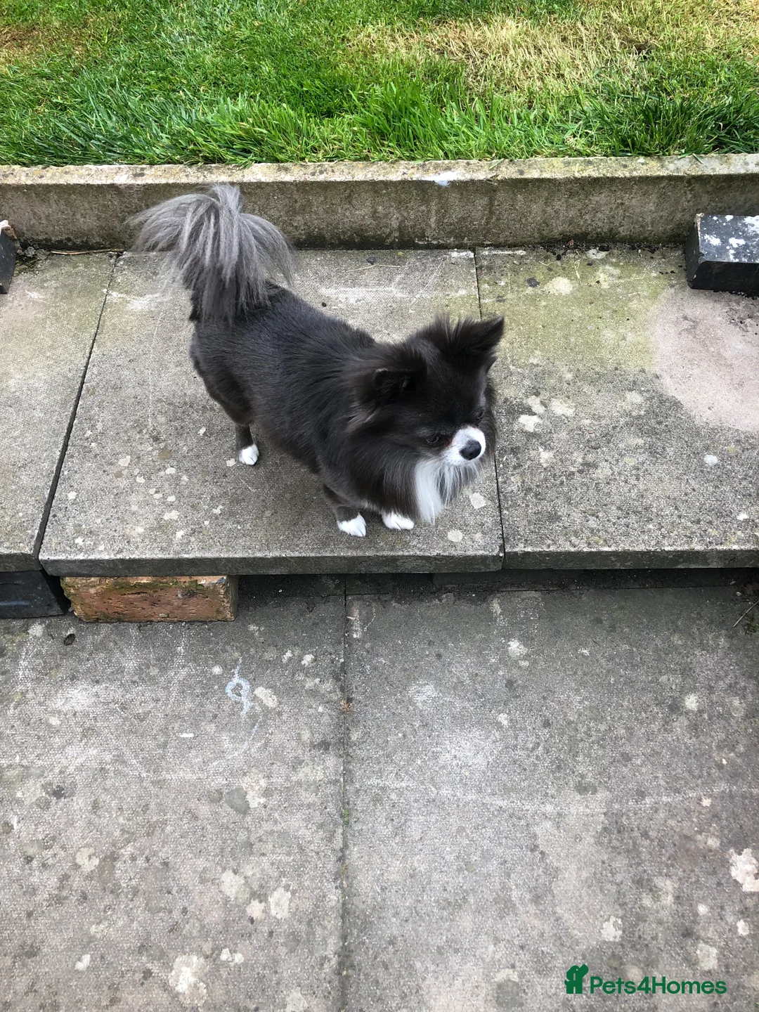 Chihuahua dogs for stud: Chihuahua  in Birmingham - Advert 5