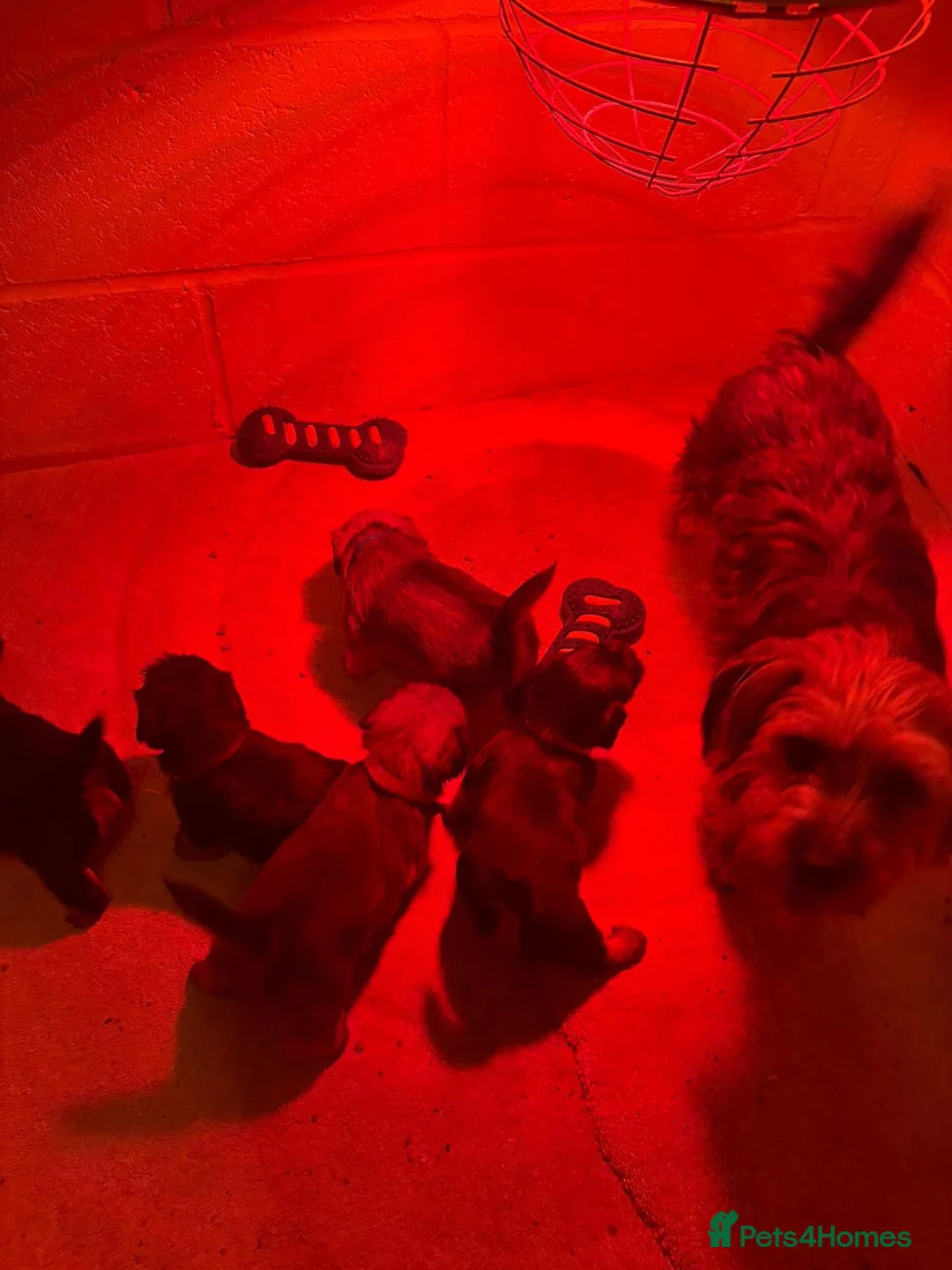 Norfolk Terrier dogs for sale: Northfork terrier puppy's  - Advert 2