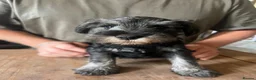 Miniature Schnauzer dogs for sale: Miniature schnauzer  - Advert 3