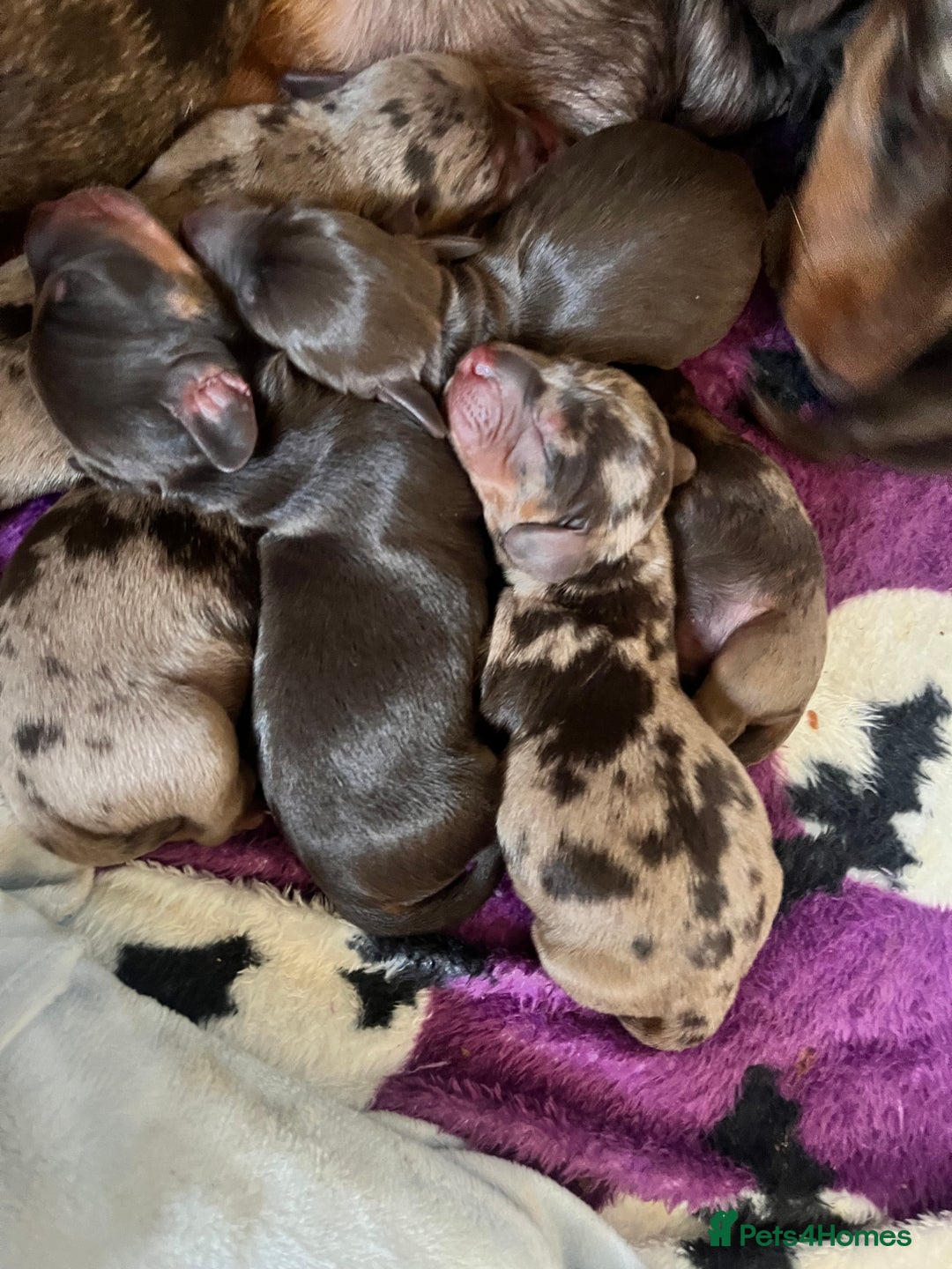 Miniature Dachshund dogs for sale: Beautiful Miniature dachshunds🐶🤎 - Advert 23