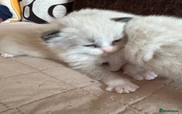 Ragdoll cats for sale: Gorgeous ragdoll kittens - Image 9