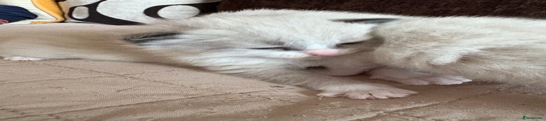 Ragdoll Kitten 3