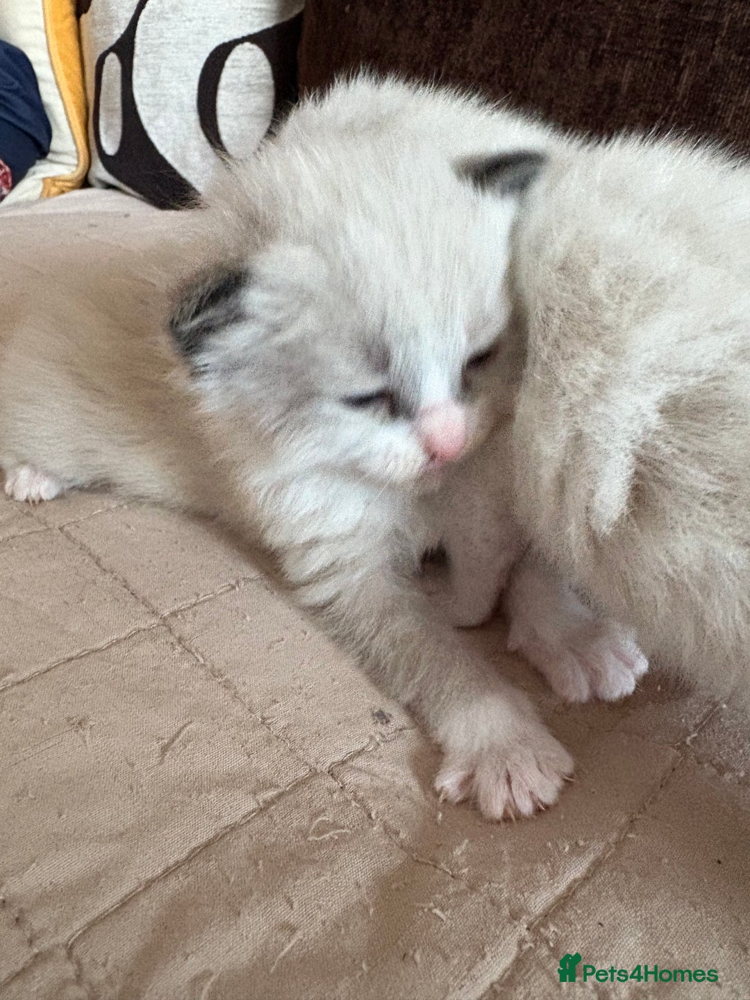 Ragdoll cats for sale: Gorgeous ragdoll kittens - Image 9