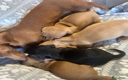 Miniature Dachshund dogs for sale: Kc registered miniature dachshunds  - Image 17