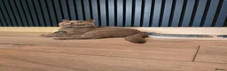 British Shorthair cats for stud: GCCF/TICA British Shorthair Stud - Advert 2
