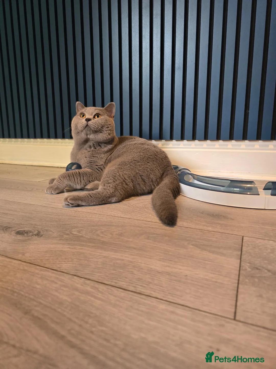 British Shorthair cats for stud: GCCF/TICA British Shorthair Stud - Advert 2