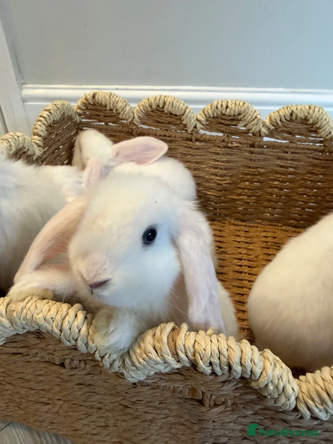 Mini Lop rabbits for sale: 5 Beautiful White Mini Lop Bunnies – Ready Now - Advert 5