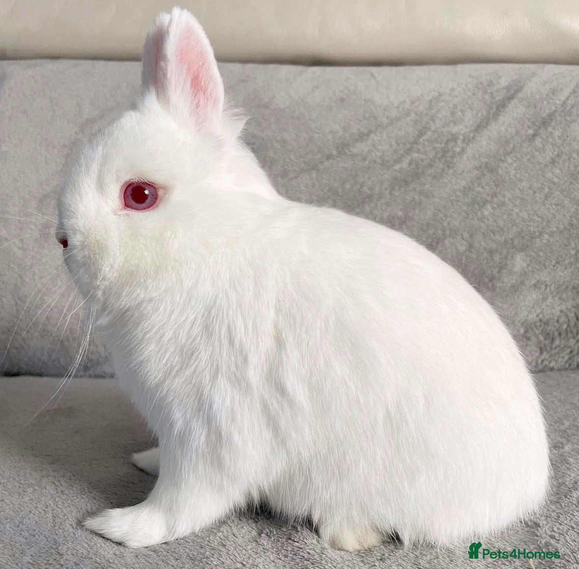 Netherland Dwarf rabbits Pure breed Netherlands dwarf  - Advert 3