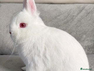 Netherland Dwarf rabbits Pure breed Netherlands dwarf - Advert 3