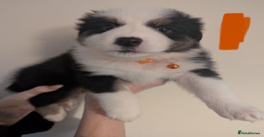 Australian Shepherd dogs - Advert 13