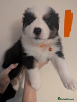 Australian Shepherd dogs - Advert 1