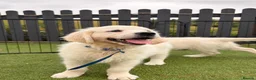 Golden Retriever dogs for sale: Kc registered health tested parents  - Advert 24