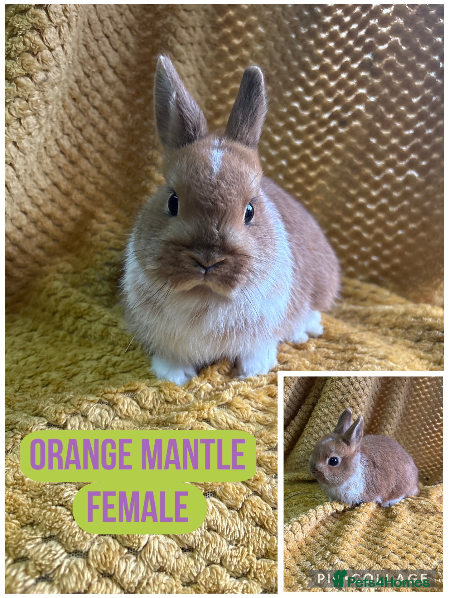 Netherland Dwarf rabbits Stunning Netherland dwarves  - Advert 9