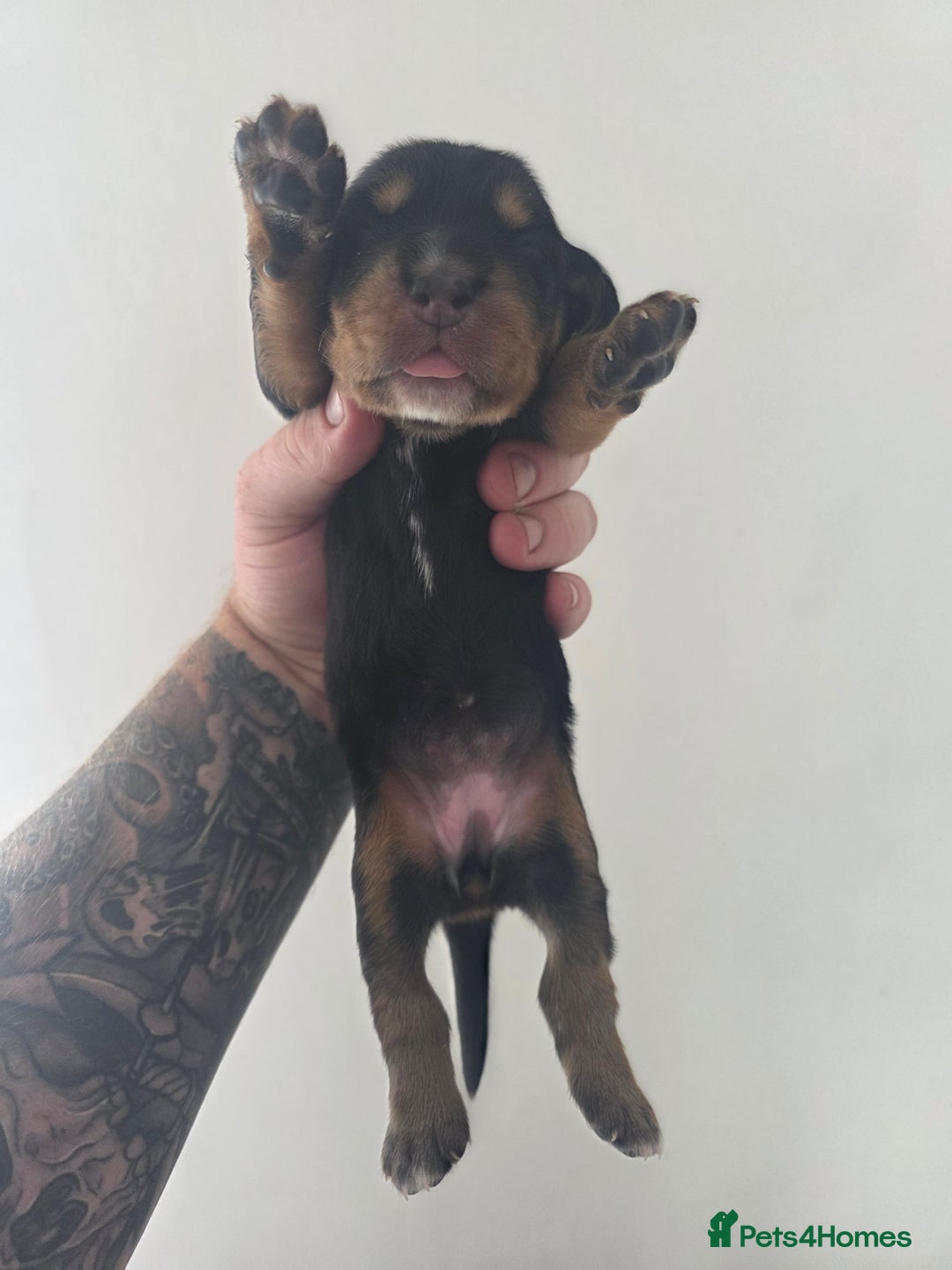 Bocker dogs for sale: 7x Bocker pups (born 22/06/2025) - Image 16