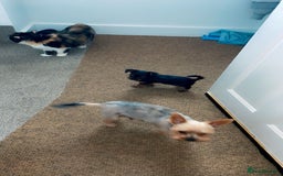 Yorkshire Terrier dogs for sale: Mini toy yorkshire terrier  in Basildon - Image 8