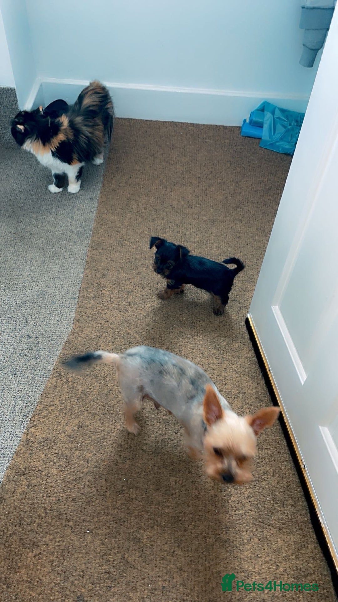 Yorkshire Terrier dogs for sale: Mini toy yorkshire terrier  in Basildon - Image 8
