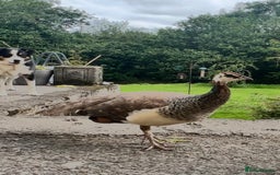 Peafowl poultry for sale: Breeding Age Peahen  - Image 1