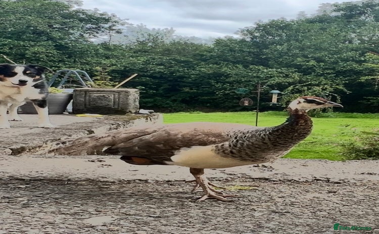 Peafowl poultry - Advert 1