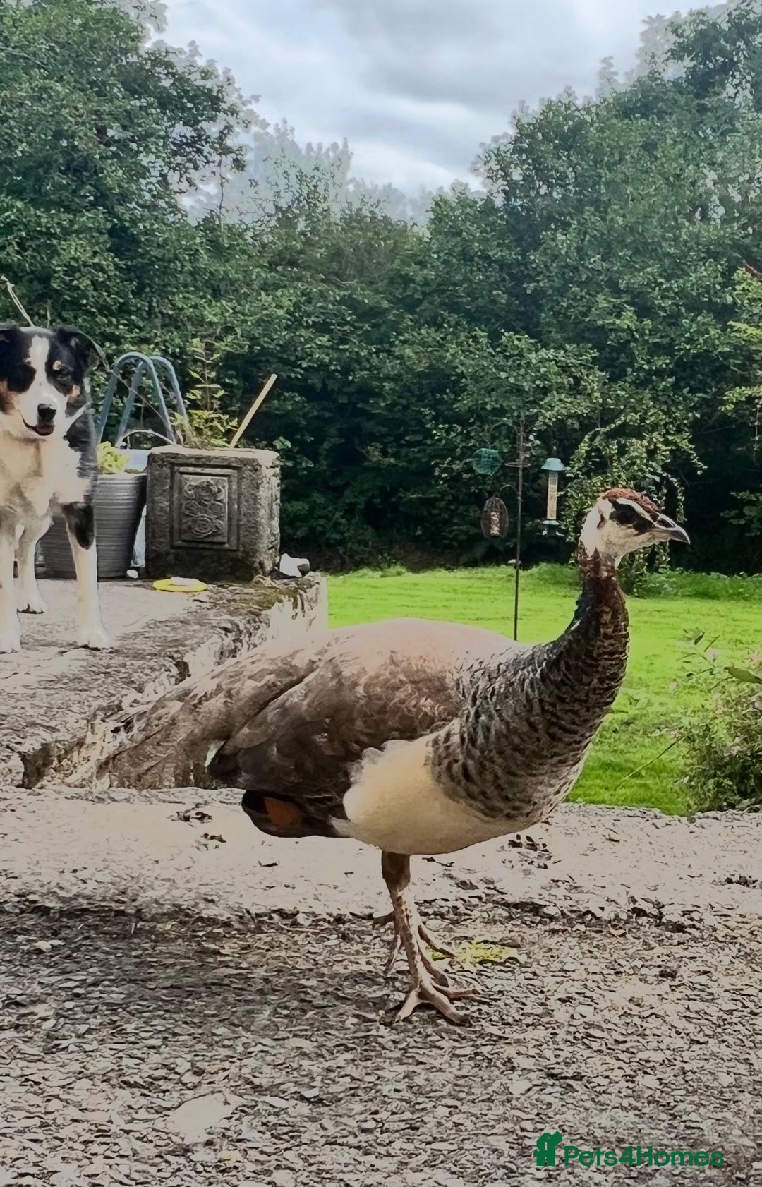Peafowl poultry for sale: Breeding Age Peahen  - Image 1