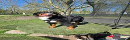 Bernese Mountain Dog dogs for sale: Bernese mountain dog (Bess). in Liverpool - Advert 4