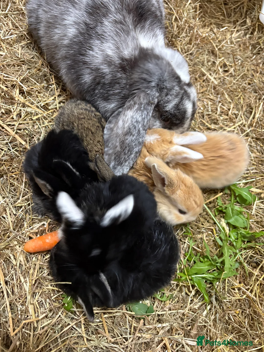 Mixed Breed rabbits for sale: Baby rabbits for sale  - Advert 6