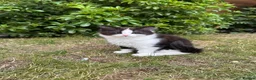 British Longhair cats for sale: Last adorable kitten ready to go - Advert 1