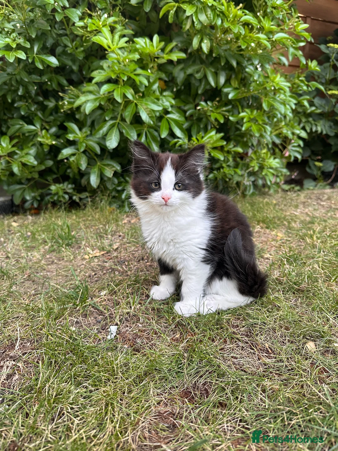 British Longhair cats for sale: Last adorable kitten ready to go - Advert 1