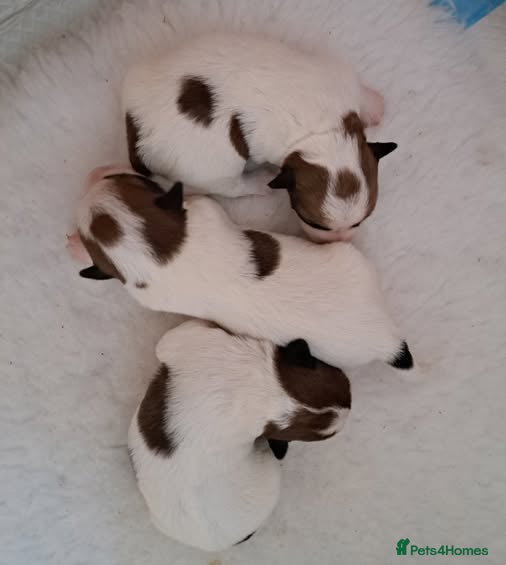 Jack Russell dogs Jack Russell Terrier Puppies - Advert 4