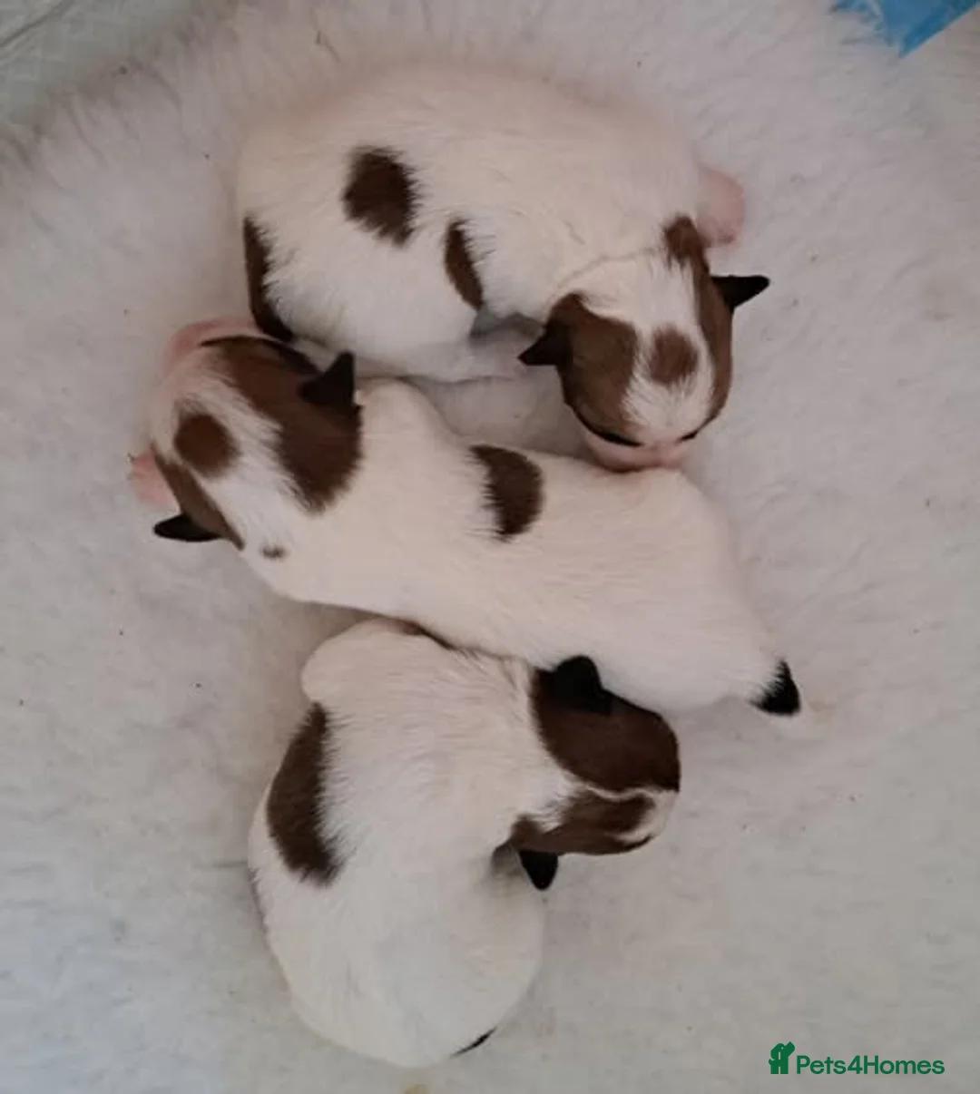 Jack Russell dogs for sale: Jack Russell Terrier Puppies - Advert 1