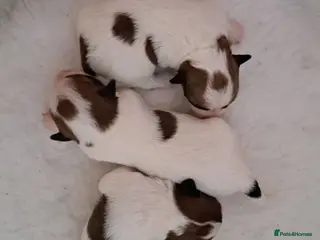 Jack Russell dogs Jack Russell Terrier Puppies - Advert 4